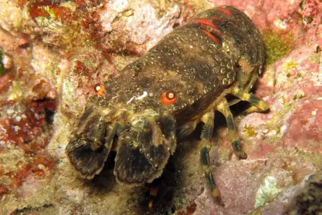 Scyllarus arctus