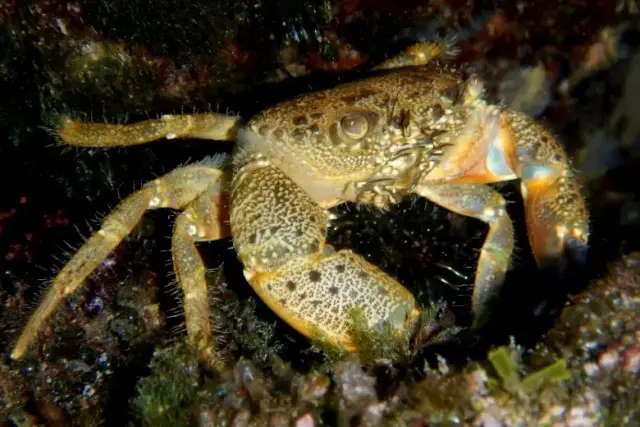 Eriphia verrucosa
