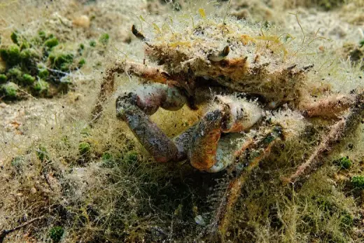 Maja crispata