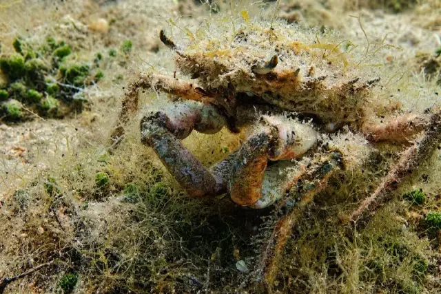 Maja crispata