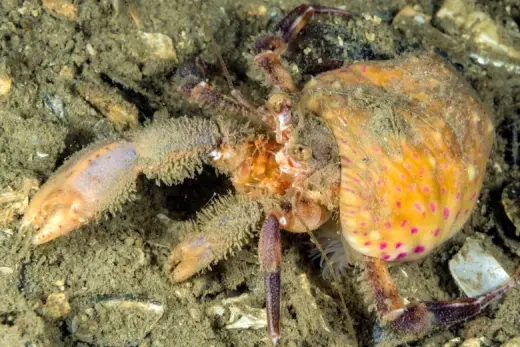 Pagurus prideaux