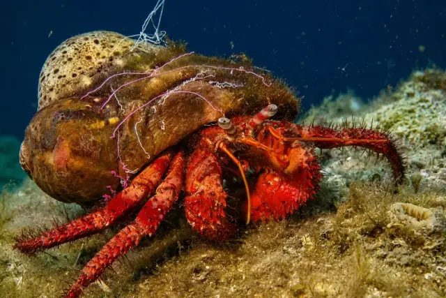 Dardanus calidus