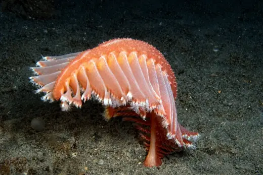 Pennatula rubra