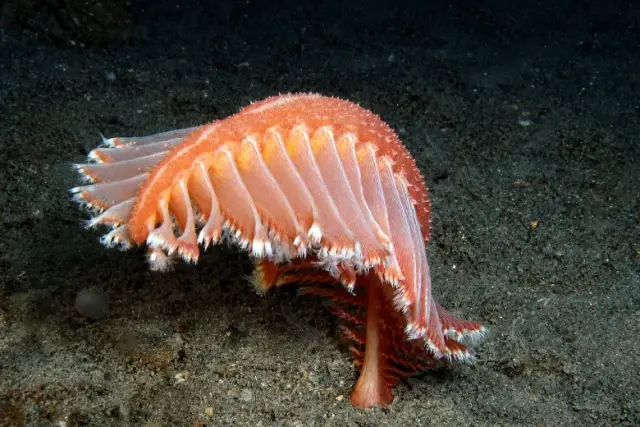 Pennatula rubra