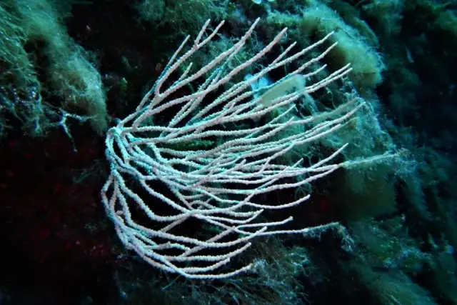 Eunicella singularis