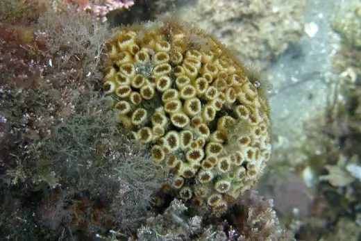Cladocora caespitosa