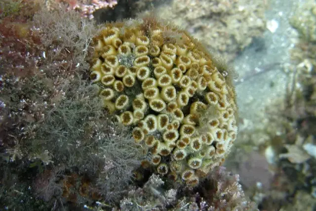Cladocora caespitosa