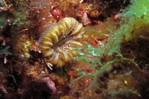 Balanophyllia europaea