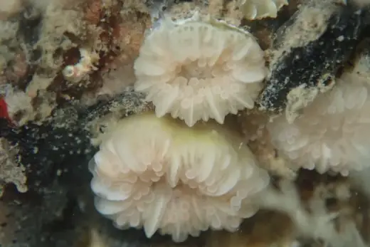 Caryophyllia inornata