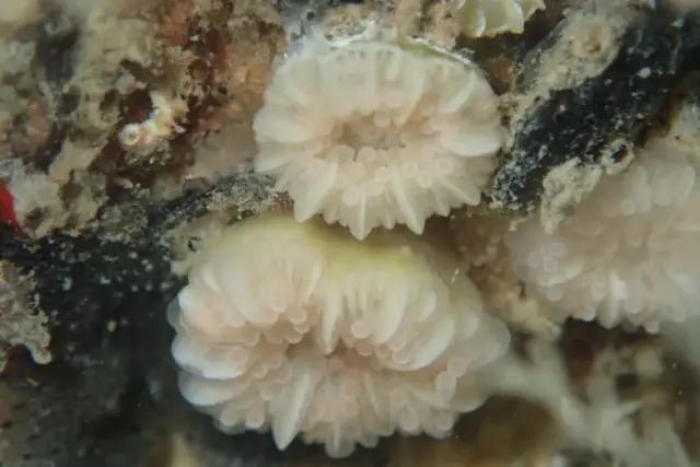 Caryophyllia (Caryophyllia) inornata