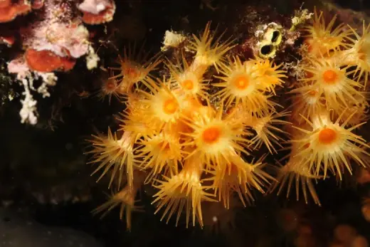 Parazoanthus axinellae