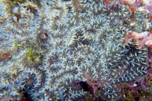 Botrylloides leachii