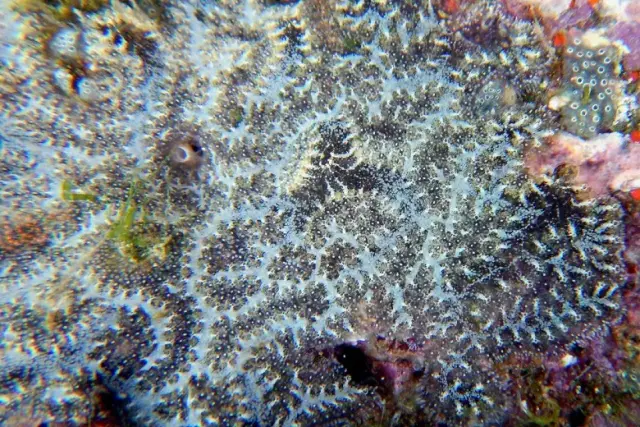 Botrylloides leachii