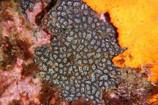 Botryllus schlosseri