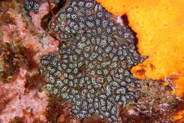 Botryllus schlosseri
