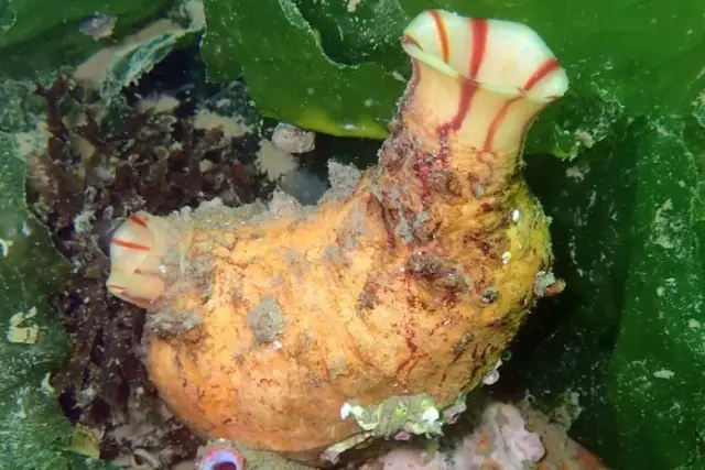 Microcosmus sabatieri