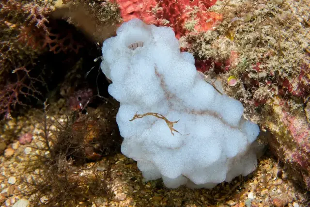 Phallusia mammillata