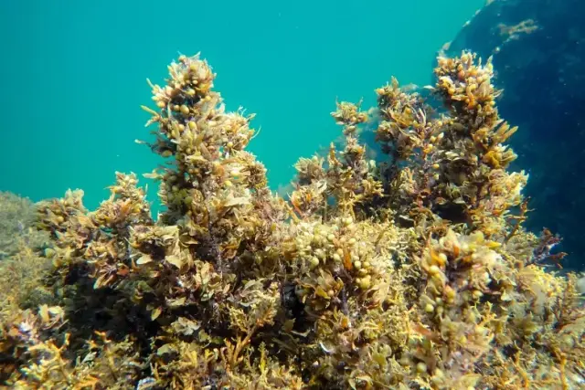 Sargassum vulgare