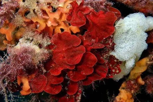 Peyssonnelia squamaria