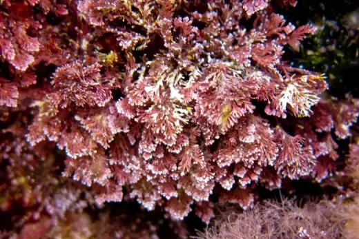 Ellisolandia elongata