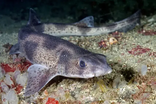 Scyliorhinus canicula