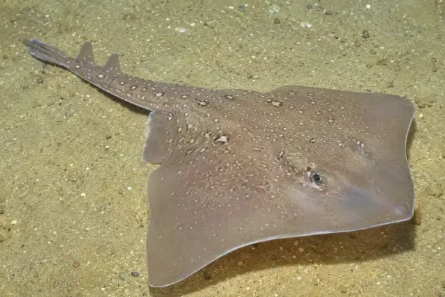 Raja asterias