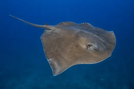 Pteroplatytrygon violacea