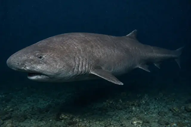 Hexanchus griseus