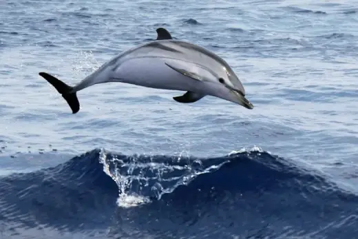 Stenella coeruleoalba