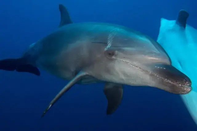 Tursiops truncatus
