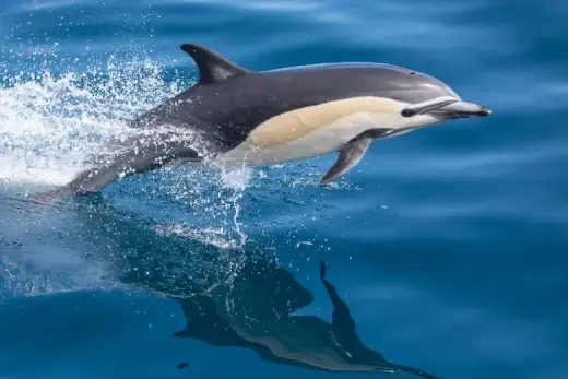 Delphinus delphis