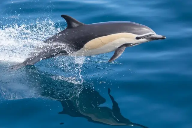 Delphinus delphis