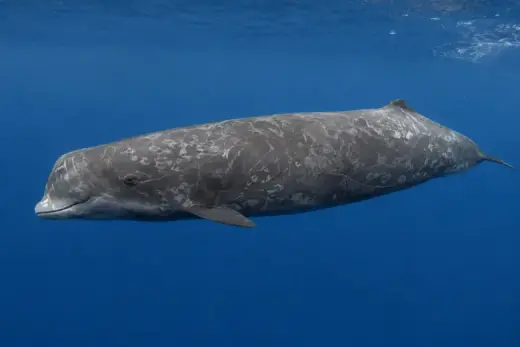 Ziphius cavirostris
