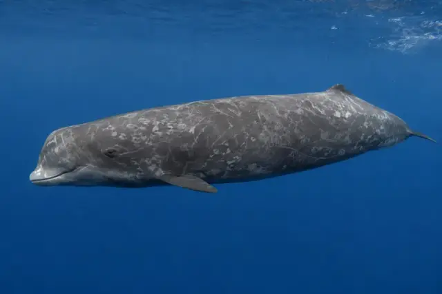 Ziphius cavirostris