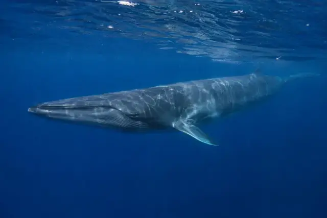 Balaenoptera physalus