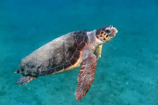 Caretta caretta