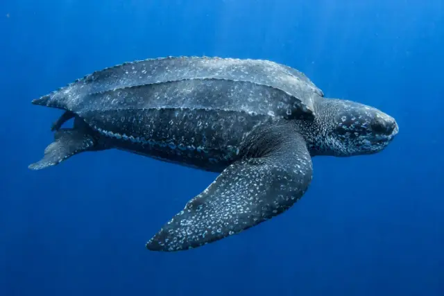 Dermochelys coriacea