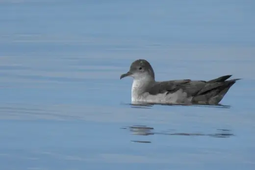 Puffinus mauretanicus