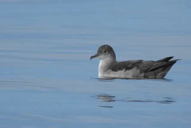 Puffinus mauretanicus