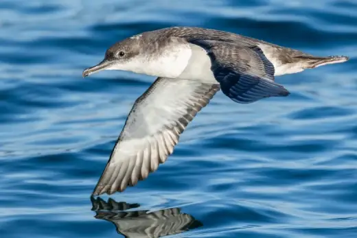 Puffinus yelkouan