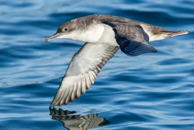 Puffinus yelkouan