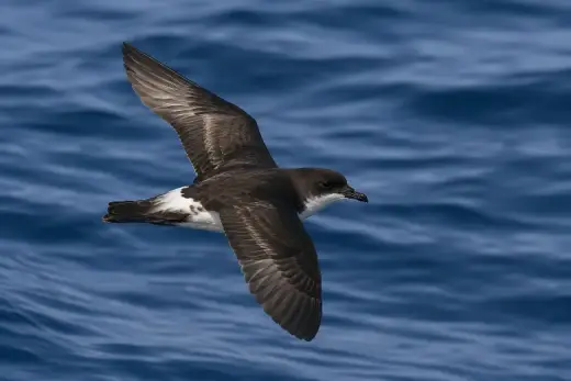 Hydrobates pelagicus