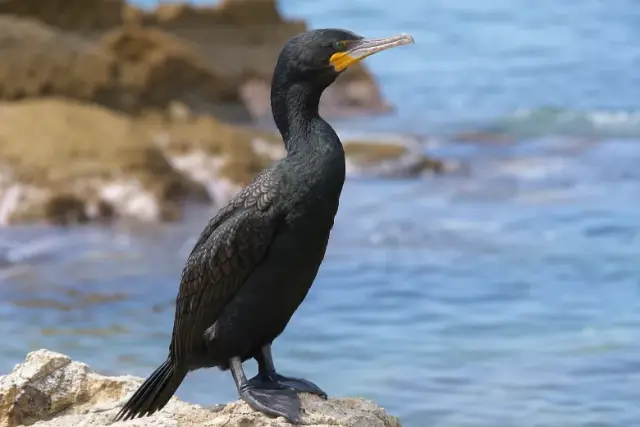 Phalacrocorax carbo