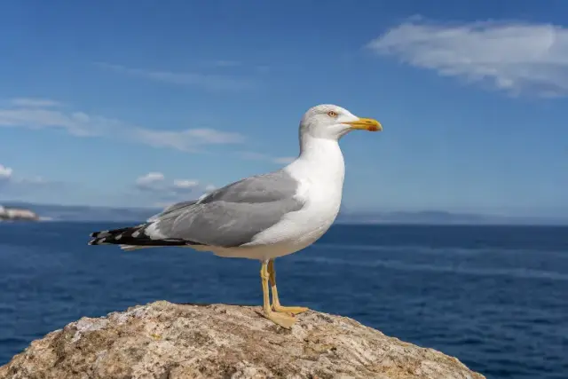 Larus michahellis