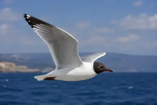 Ichthyaetus melanocephalus