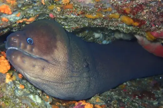 Gymnothorax unicolor