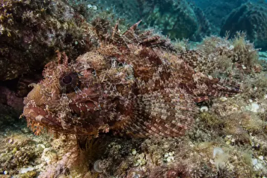 Scorpaena porcus
