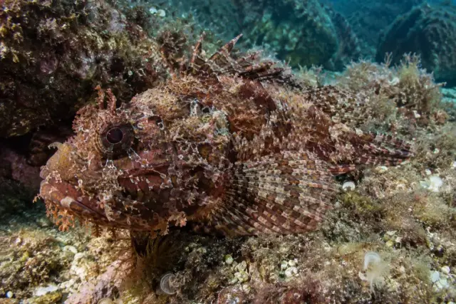 Scorpaena porcus