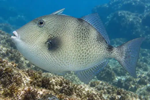 Balistes capriscus