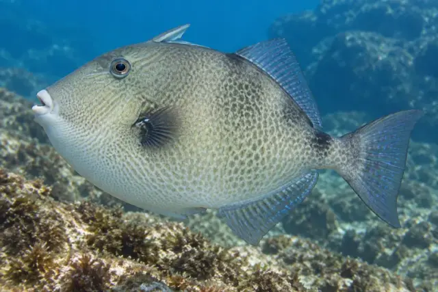 Balistes capriscus